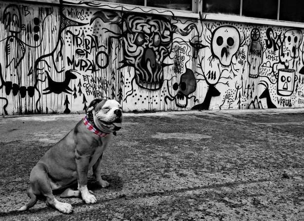 21911290_349868668794390_6899824708590501888_n